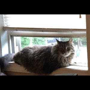 Meet your Posher, Lisa